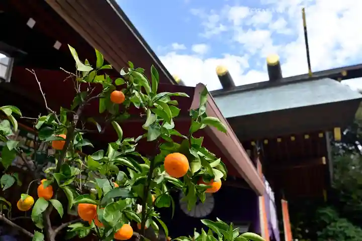 東京大神宮(東京都)