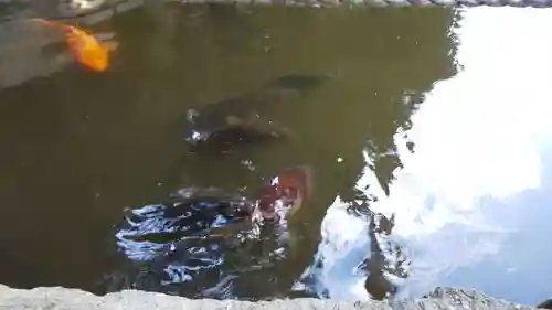 稗田野神社(薭田野神社)の動物