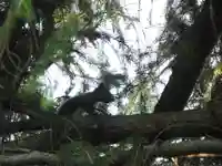 留辺蘂神社の動物