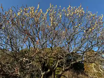 太宰府天満宮(福岡県)