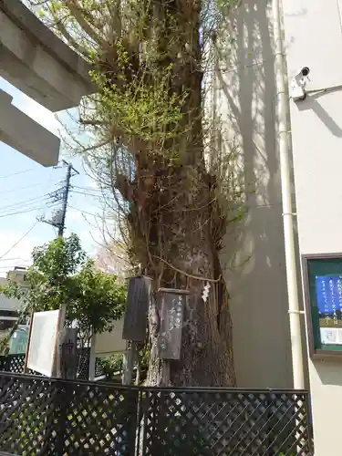 根岸八幡神社の自然