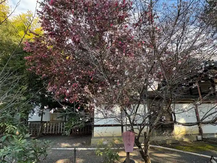 平野神社(京都府)