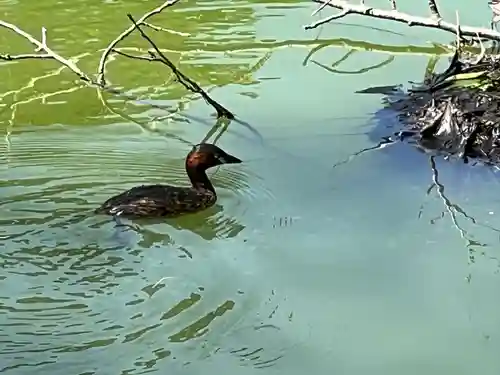 武蔵一宮氷川神社(埼玉県)