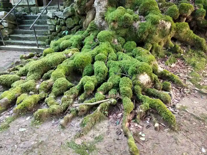 白石神社(若狭彦神社境外末社)の{uncategorized: "未分類", other: "その他", undefined: "問題あり", building: "その他建物", grave: "お墓", sacred_gate: "鳥居", guardian: "狛犬", statue: "像", buddha: "仏像", history: "歴史", nature: "自然", garden: "庭園", animal: "動物", pagoda: "塔", temizu: "手水舎", mountain_gate: "山門・神門", sanctuary: "本殿・本堂", subordinate: "末社・摂社", art: "芸術", scenery: "景色", jizo: "地蔵", ema: "絵馬", goshuin: "御朱印", omikuji: "おみくじ", items: "授与品その他", amulet: "お守り", goshuincho: "御朱印帳", eats: "食事", festival: "お祭り", votive_dance: "神楽", shichigosan: "七五三参", wedding: "結婚式", experience: "体験その他", initially: "初詣", around: "周辺", anti_infection: "感染症対策"}