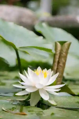 正安寺(神奈川県)