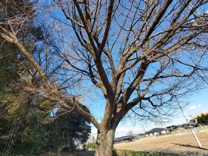 阿夫利神社(藤本観音山古墳)(栃木県)