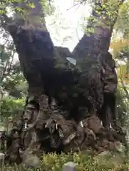 來宮神社の自然