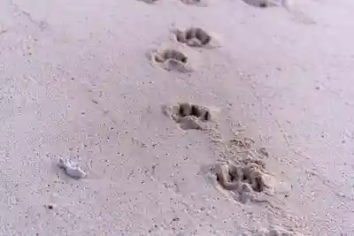 宮古神社(沖縄県)
