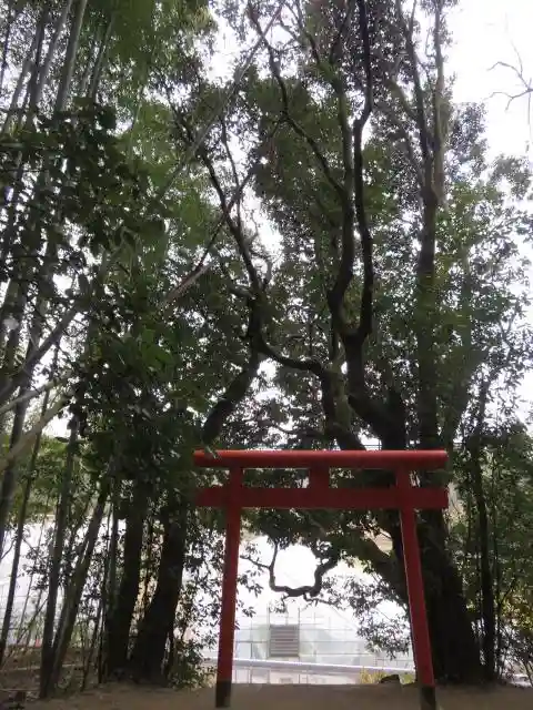 天武神社の鳥居