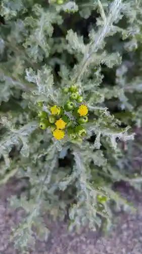 玉野御嶽神社の自然