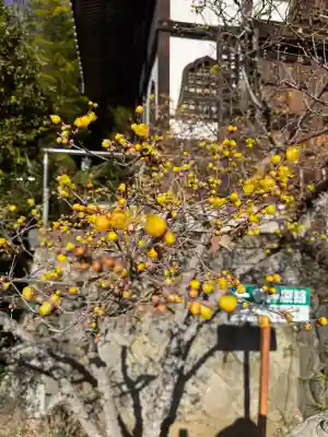 元三大師安楽寺の{uncategorized: "未分類", other: "その他", undefined: "問題あり", building: "その他建物", grave: "お墓", sacred_gate: "鳥居", guardian: "狛犬", statue: "像", buddha: "仏像", history: "歴史", nature: "自然", garden: "庭園", animal: "動物", pagoda: "塔", temizu: "手水舎", mountain_gate: "山門・神門", sanctuary: "本殿・本堂", subordinate: "末社・摂社", art: "芸術", scenery: "景色", jizo: "地蔵", ema: "絵馬", goshuin: "御朱印", omikuji: "おみくじ", items: "授与品その他", amulet: "お守り", goshuincho: "御朱印帳", eats: "食事", festival: "お祭り", votive_dance: "神楽", shichigosan: "七五三参", wedding: "結婚式", experience: "体験その他", initially: "初詣", around: "周辺", anti_infection: "感染症対策"}