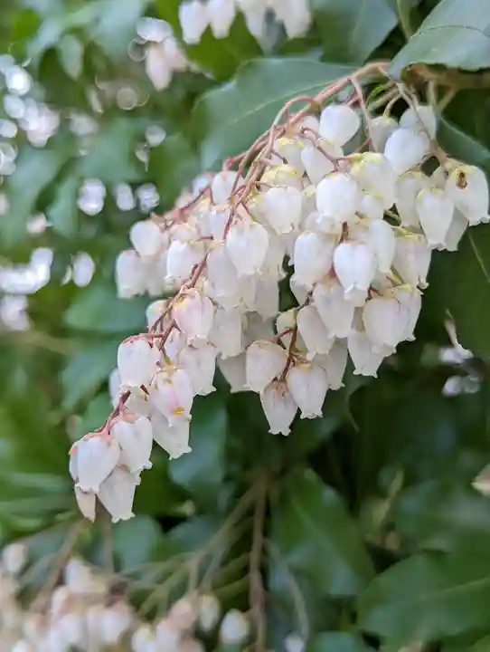 松尾大社(京都府)