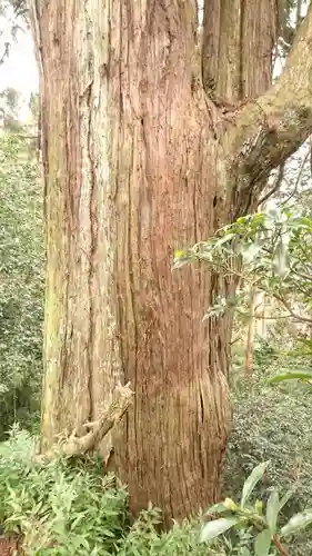  大岩山 最勝寺の自然