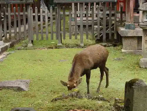 手向山八幡宮(奈良県)