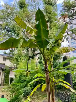 洞雲寺(東京都)
