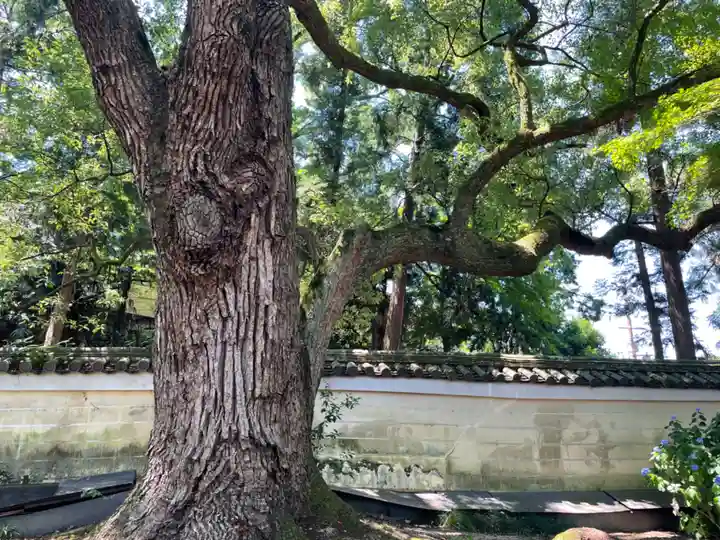 青蓮院門跡の自然