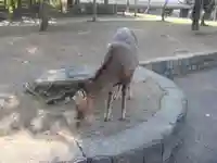 春日大社の動物