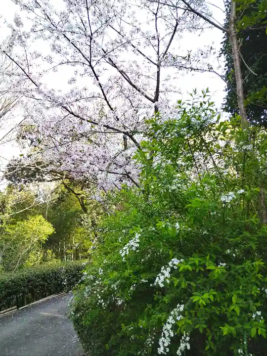 阿智神社の自然