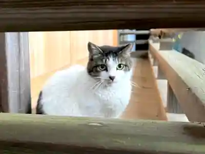 代々木八幡宮(東京都)