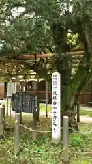 茂林寺の自然