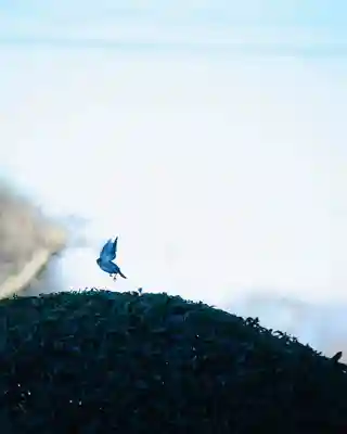 浄土寺(兵庫県)