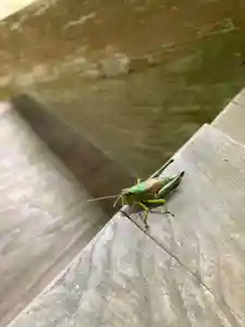 大宮温泉神社の動物(2021年09月08日(水) 11時26分47秒投稿)