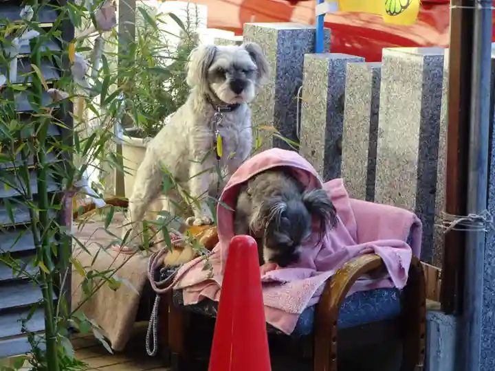 菊名神社の動物