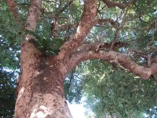 正一位稲荷大明神（築山稲荷社）の自然