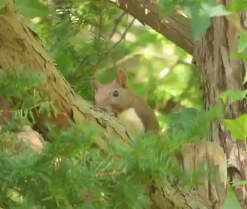 留辺蘂神社の動物