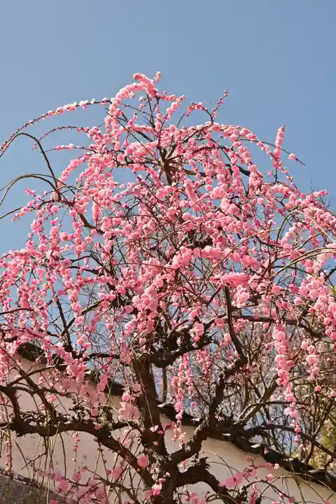 防府天満宮(山口県)