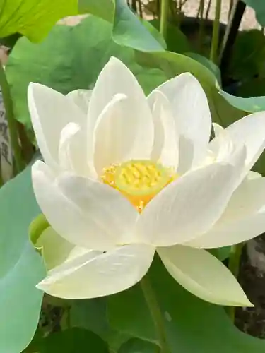 法金剛院の自然