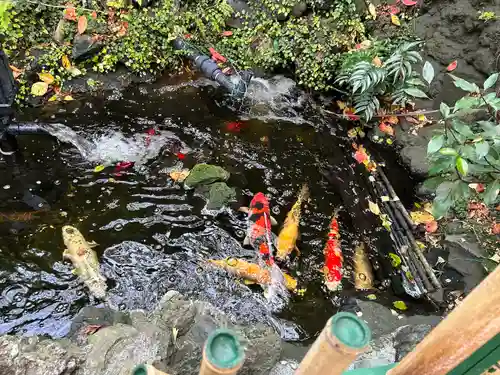 吉原弁財天本宮（吉原神社奥宮）の動物