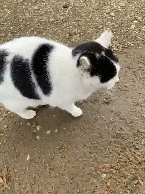 鎌数伊勢大神宮の{uncategorized: "未分類", other: "その他", undefined: "問題あり", building: "その他建物", grave: "お墓", sacred_gate: "鳥居", guardian: "狛犬", statue: "像", buddha: "仏像", history: "歴史", nature: "自然", garden: "庭園", animal: "動物", pagoda: "塔", temizu: "手水舎", mountain_gate: "山門・神門", sanctuary: "本殿・本堂", subordinate: "末社・摂社", art: "芸術", scenery: "景色", jizo: "地蔵", ema: "絵馬", goshuin: "御朱印", omikuji: "おみくじ", items: "授与品その他", amulet: "お守り", goshuincho: "御朱印帳", eats: "食事", festival: "お祭り", votive_dance: "神楽", shichigosan: "七五三参", wedding: "結婚式", experience: "体験その他", initially: "初詣", around: "周辺", anti_infection: "感染症対策"}
