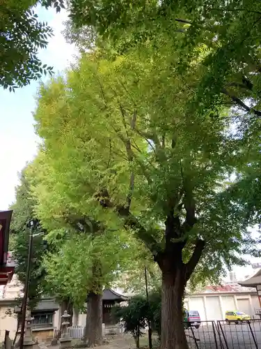 戸部杉山神社の自然