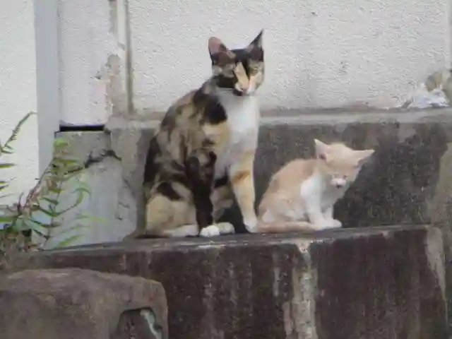 誓願寺(京都府)