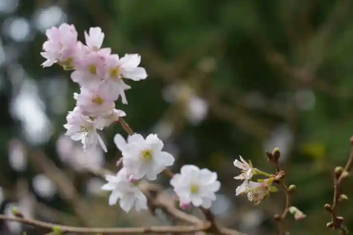 大山阿夫利神社の自然