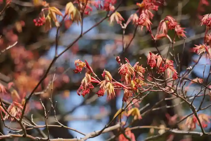 三輪神社の自然
