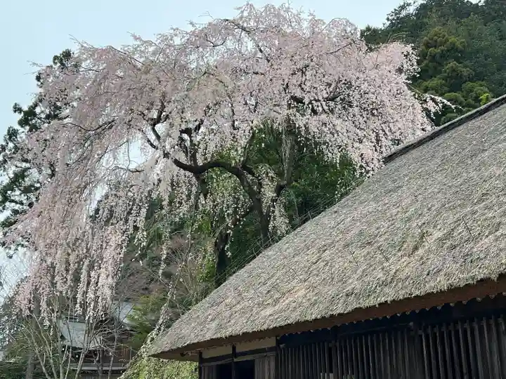 高麗神社(埼玉県)