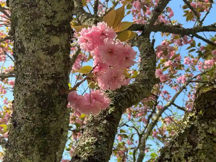 木舟山 順教寺(広島県)