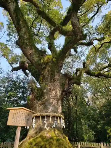 熱田神宮の自然