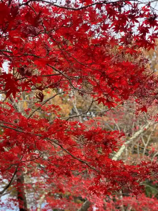 新倉富士浅間神社の自然