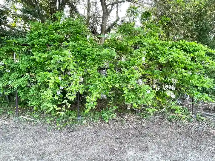 太巌寺(ふじの寺)(三重県)