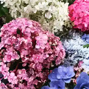 豊景神社の自然(2022年07月17日(日) 11時17分50秒投稿)