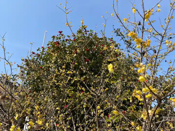 板倉雷電神社の自然