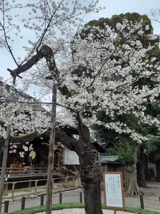 靖國神社の自然