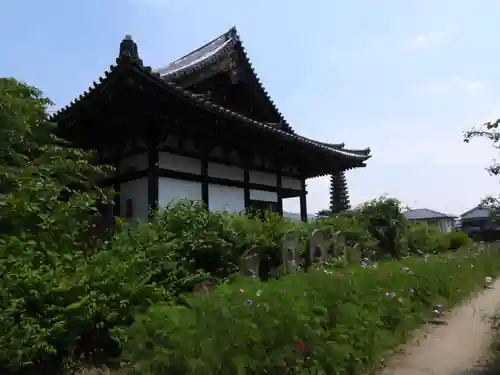 般若寺 ❁﻿コスモス寺❁(奈良県)