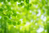 木舟山 順教寺(広島県)