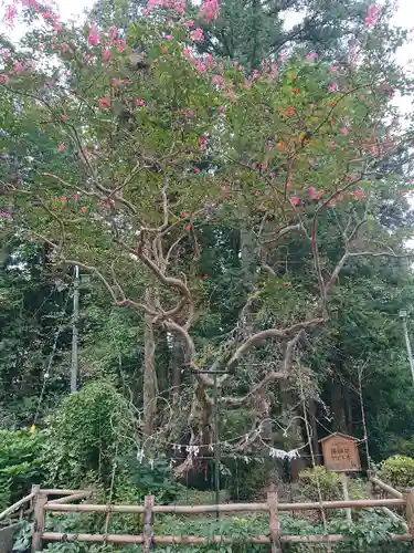 亀岡八幡宮の自然