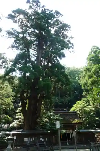 若狭姫神社（若狭彦神社下社）の自然