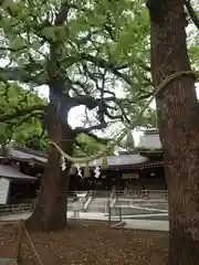 明治神宮(東京都)